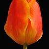 Orange Tulip - Vertical