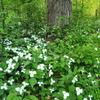 Trilliums In The Woods