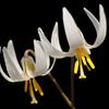 Trout Lilies