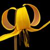 Yellow Trout Lily