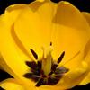 Yellow Tulip