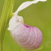 Showy Lady Slipper - Side View