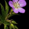 Wild Geranium - Cabin