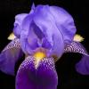 Purple Iris