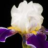 White and Purple Iris