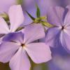 Phlox At The Cabin