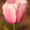 Single Pink Tulip