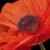 Poppy