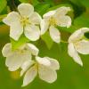 White Flowering Crab