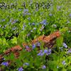 Blue Bonnets