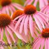 Coneflowers