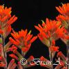 Indian Paint Brush