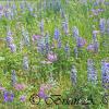 Lupine Colors