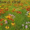 Minnesota Prairie