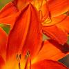 Orange Lilies