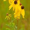 Prairie Coneflowers