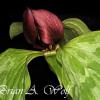 Trailing Trillium