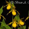 Yellow Lady Slippers