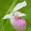 Showy Lady Slipper