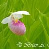 Showy Lady Slipper Bloom Surrounded By Other Lady Slipper Leaves