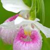 Showy Lady Slippers