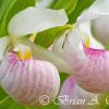 Showy Lady Slippers II