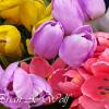 Tulip Colors