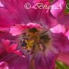 Pink Fringed Tulip