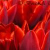 Red Tulips