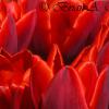 Red Tulips