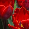 Red Tulips II