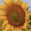 Sunflower - Kansas