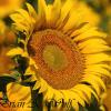 Sunflower - South Dakota