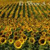 Sunflower Field - South Dakota