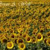 Sunflower Field #2 - South Dakota