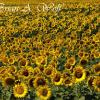 Sunflower Field #2 - South Dakota