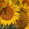 Sunflowers - South Dakota