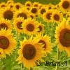 Sunflowers - Wisconsin
