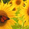 Sunflowers and Monarch