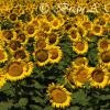 Sunflower Field - South Dakota