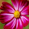 Cosmos