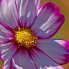 Pink and Red Cosmos