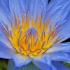 Day Blooming Tropical Water Lily