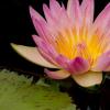 Day Bilooming Tropical Water Lily