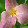 Red Trillium - Hawthorn Hollow