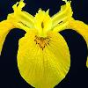 Yellow Iris