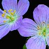 Wild Geraniums - Rocky Arbor State Park