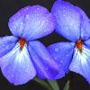 Bird Foot Violets - Chiwaukee Prairie