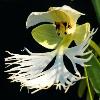 White Fringed Orchid - Endangered