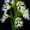 White Fringed Orchid - Endangered